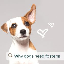 Why We Need Fosters