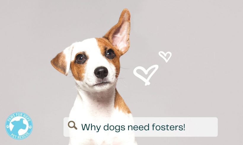 Why We Need Fosters